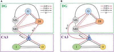 Transition Dynamics of a Dentate Gyrus-CA3 Neuronal Network during Temporal Lobe Epilepsy